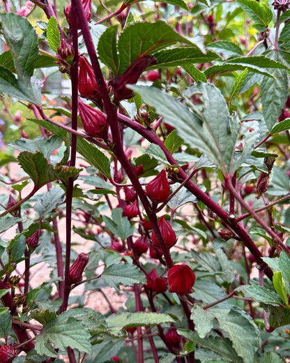 Herbal Tea - Zinger Hibiscus