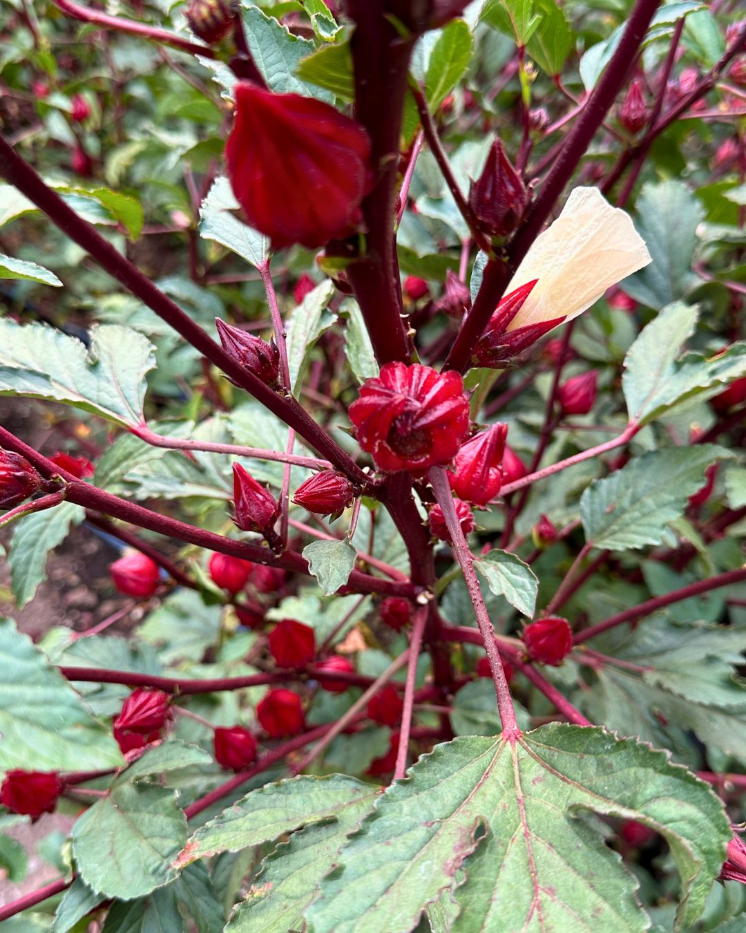Herbal Tea - Zinger Hibiscus