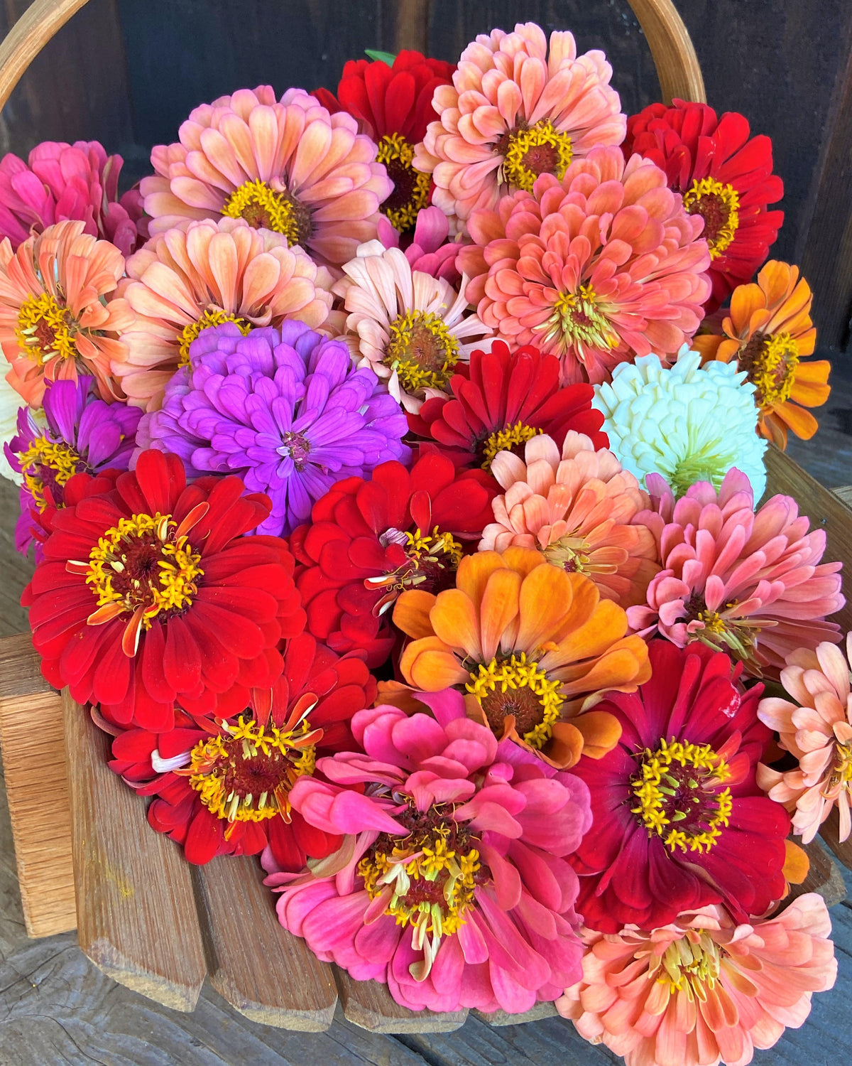 Florist’s Zinnias - Blue Ribbon Bouquet