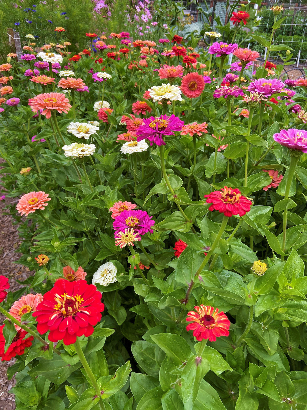 Florist’s Zinnias - Blue Ribbon Bouquet