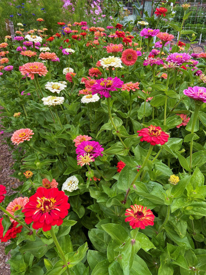 Florist’s Zinnias - Blue Ribbon Bouquet