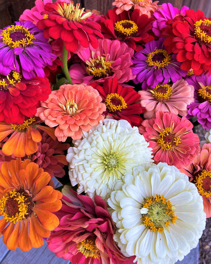 Florist’s Zinnias - Blue Ribbon Bouquet