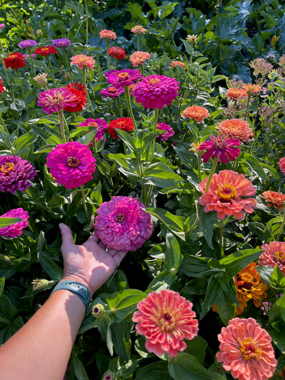 Florist’s Zinnias - Blue Ribbon Bouquet