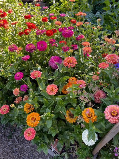 Florist’s Zinnias - Blue Ribbon Bouquet
