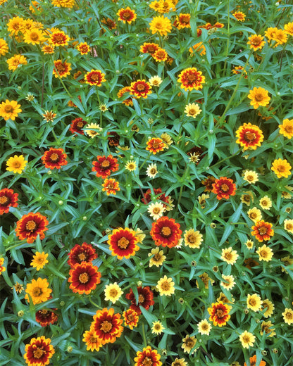 Heirloom Butterfly Zinnias - Persian Carpet