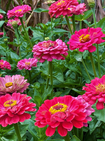 Cutting Zinnias - Raspberry Sorbet