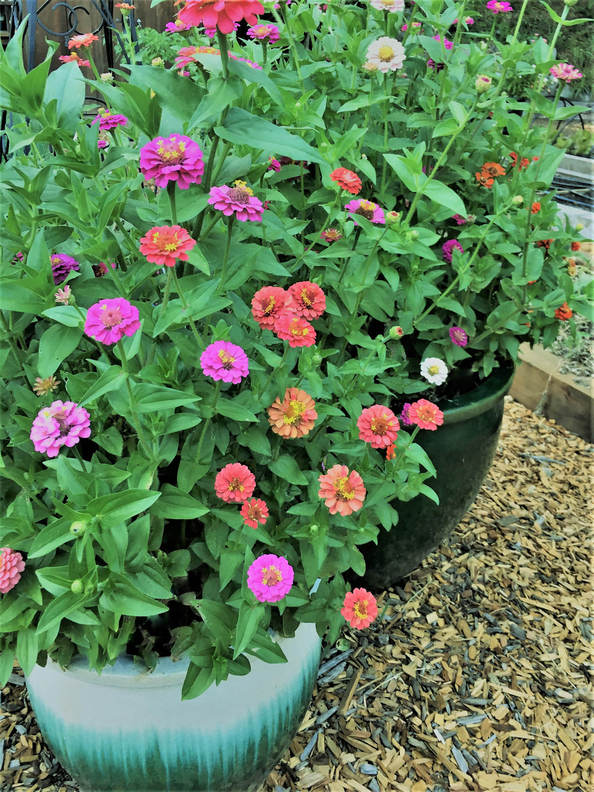 Heirloom Dwarf Zinnias - Thumbelina Mix