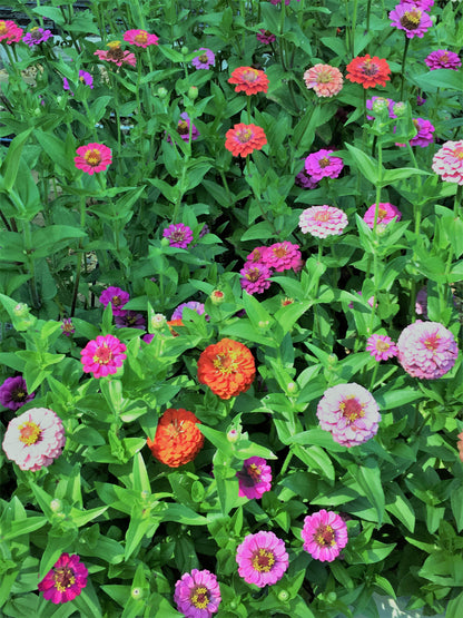 Heirloom Dwarf Zinnias - Thumbelina Mix