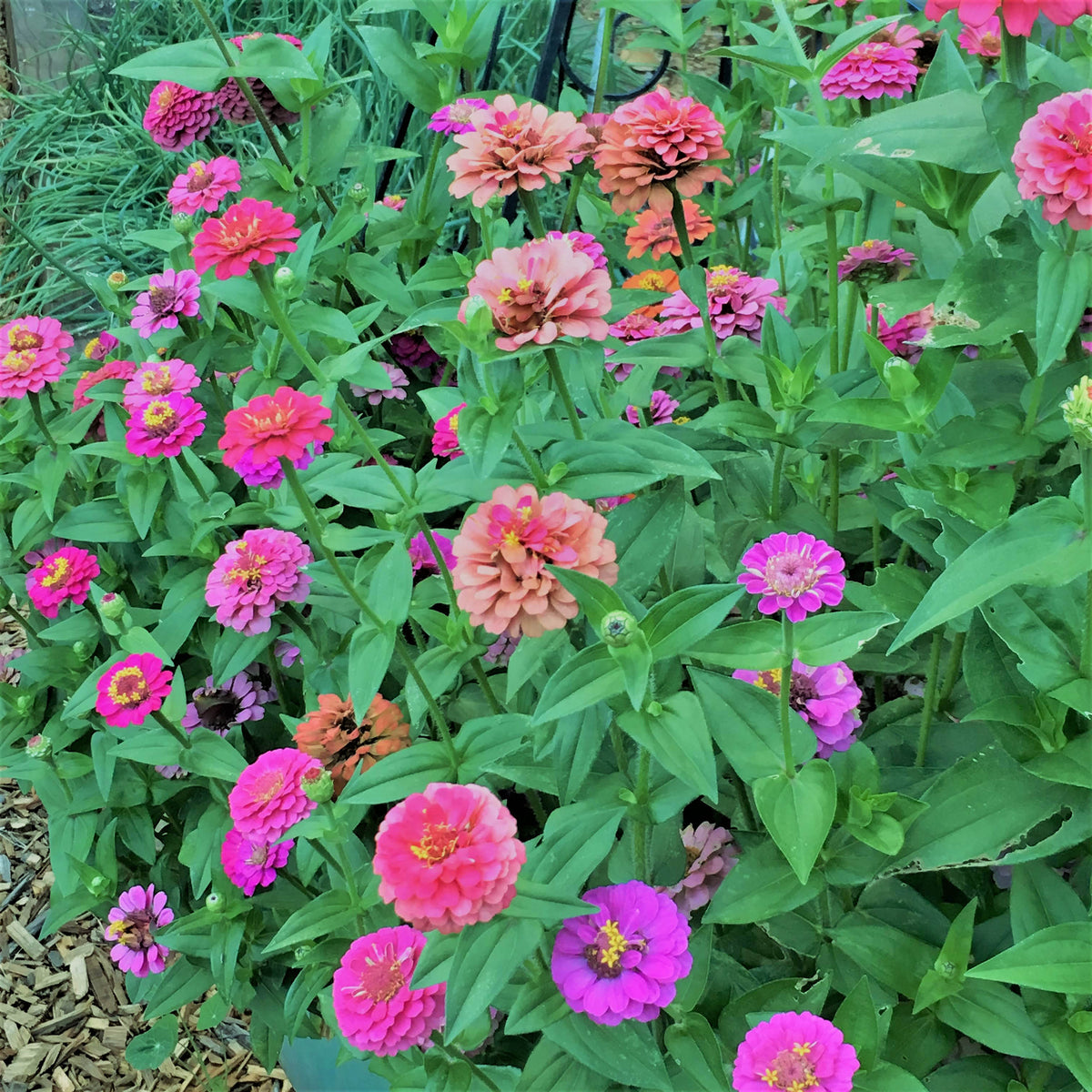 Heirloom Dwarf Zinnias - Thumbelina Mix