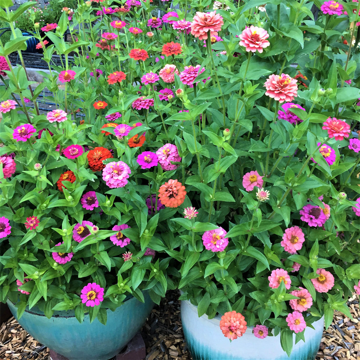 Heirloom Dwarf Zinnias - Thumbelina Mix
