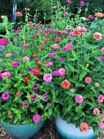Heirloom Dwarf Zinnias - Thumbelina Mix