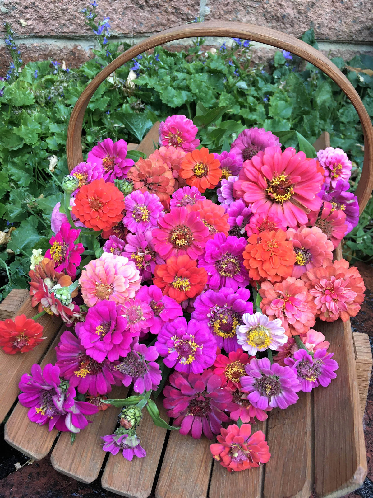 Heirloom Dwarf Zinnias - Thumbelina Mix