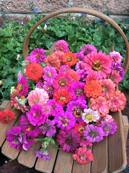 Heirloom Dwarf Zinnias - Thumbelina Mix
