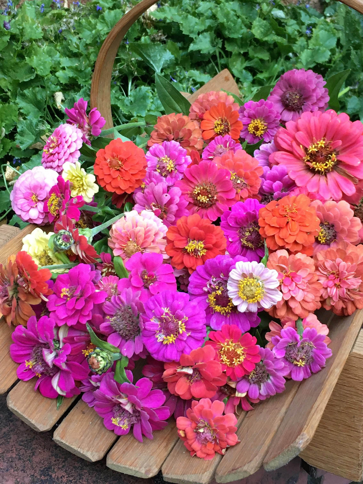 Heirloom Dwarf Zinnias - Thumbelina Mix