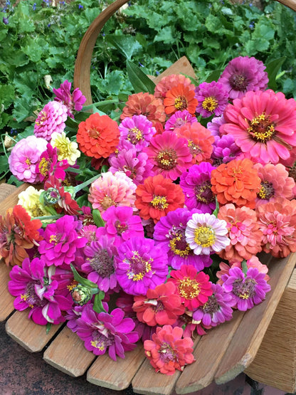 Heirloom Dwarf Zinnias - Thumbelina Mix
