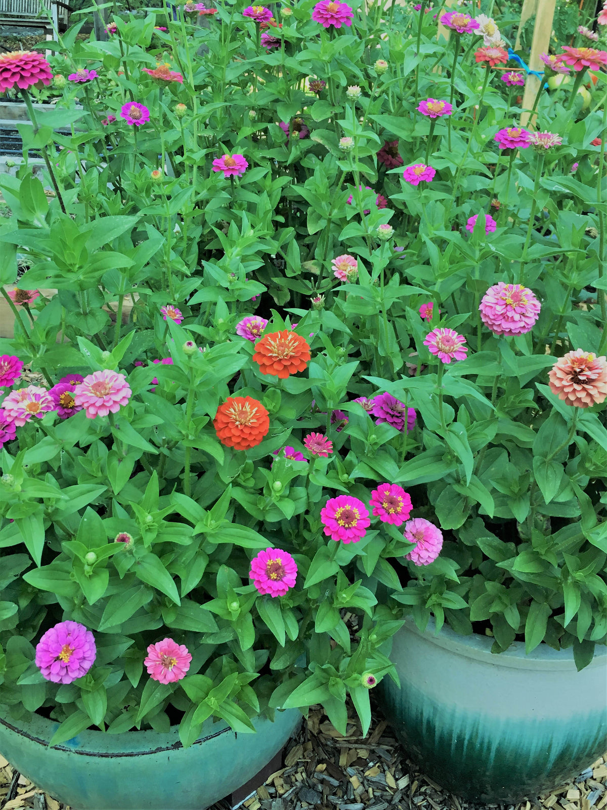 Heirloom Dwarf Zinnias - Thumbelina Mix