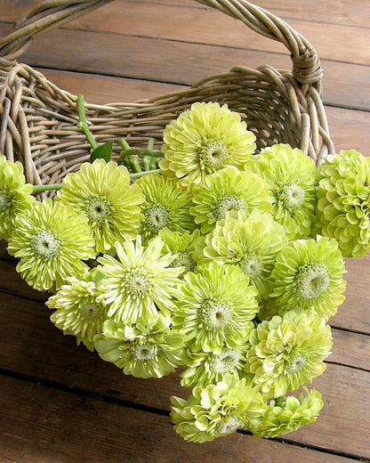 Heirloom Zinnias - Green Envy