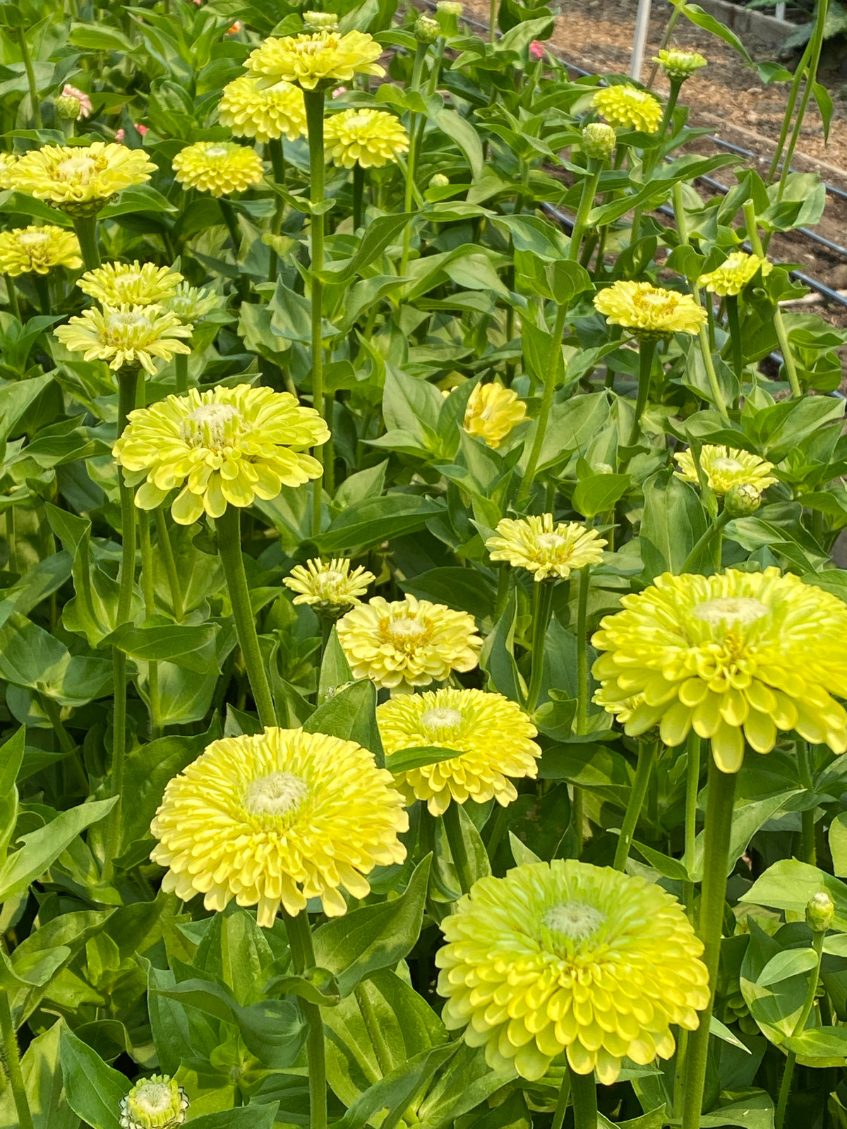 Heirloom Zinnias - Green Envy
