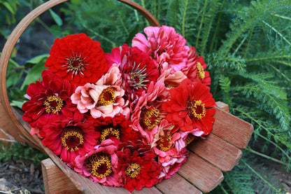 Pollinator Zinnias - Berry Tart