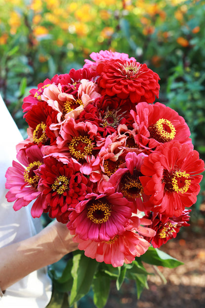 Pollinator Zinnias - Berry Tart