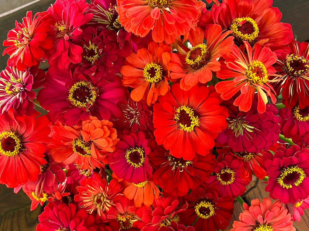 Pollinator Zinnias - Berry Tart