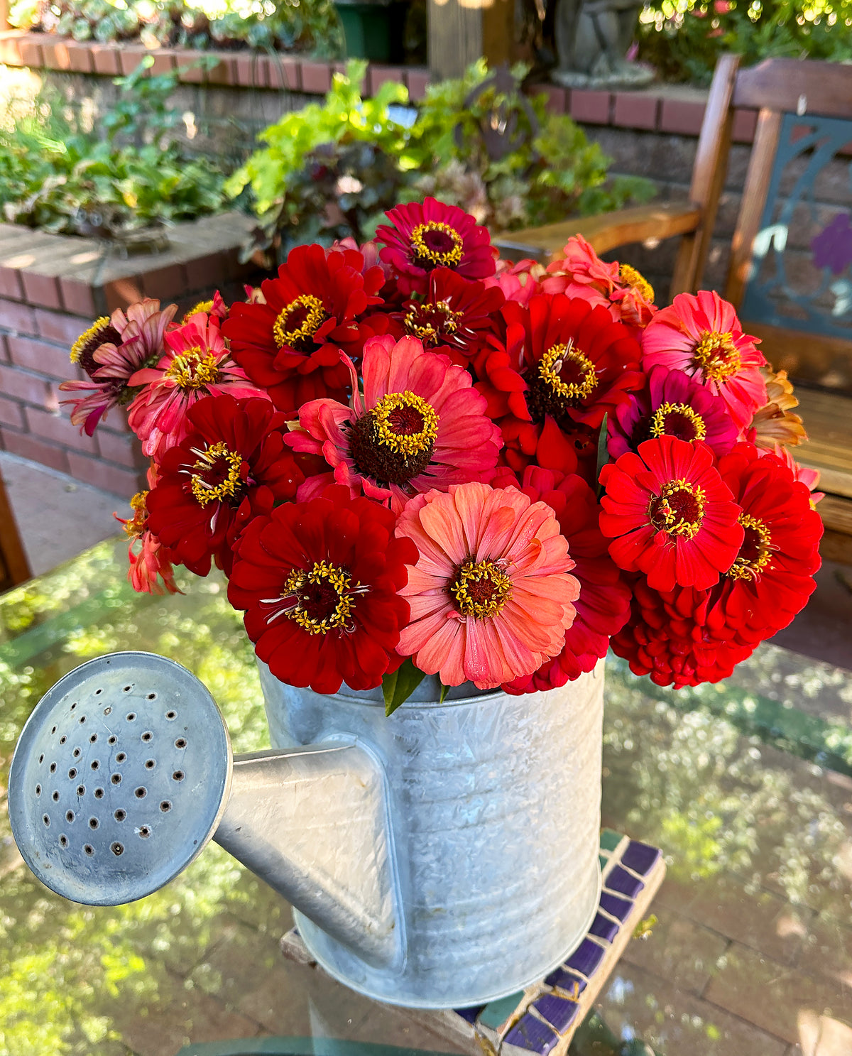 Pollinator Zinnias - Berry Tart