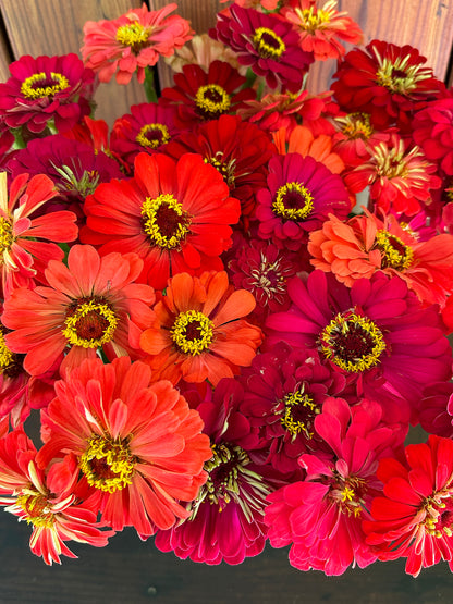 Pollinator Zinnias - Berry Tart
