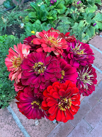 Pollinator Zinnias - Berry Tart