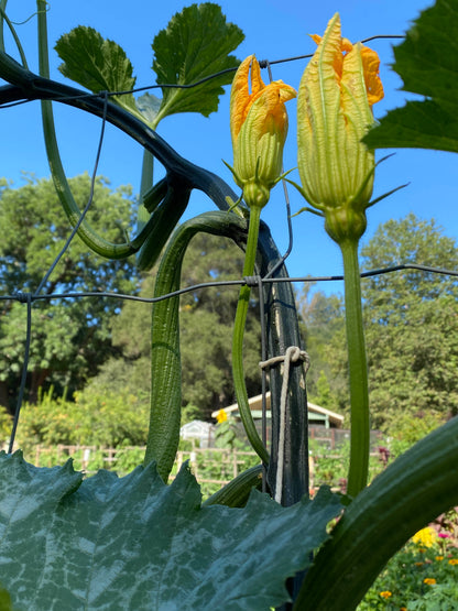 Organic Climbing Zucchini - Incredible Escalator Organic