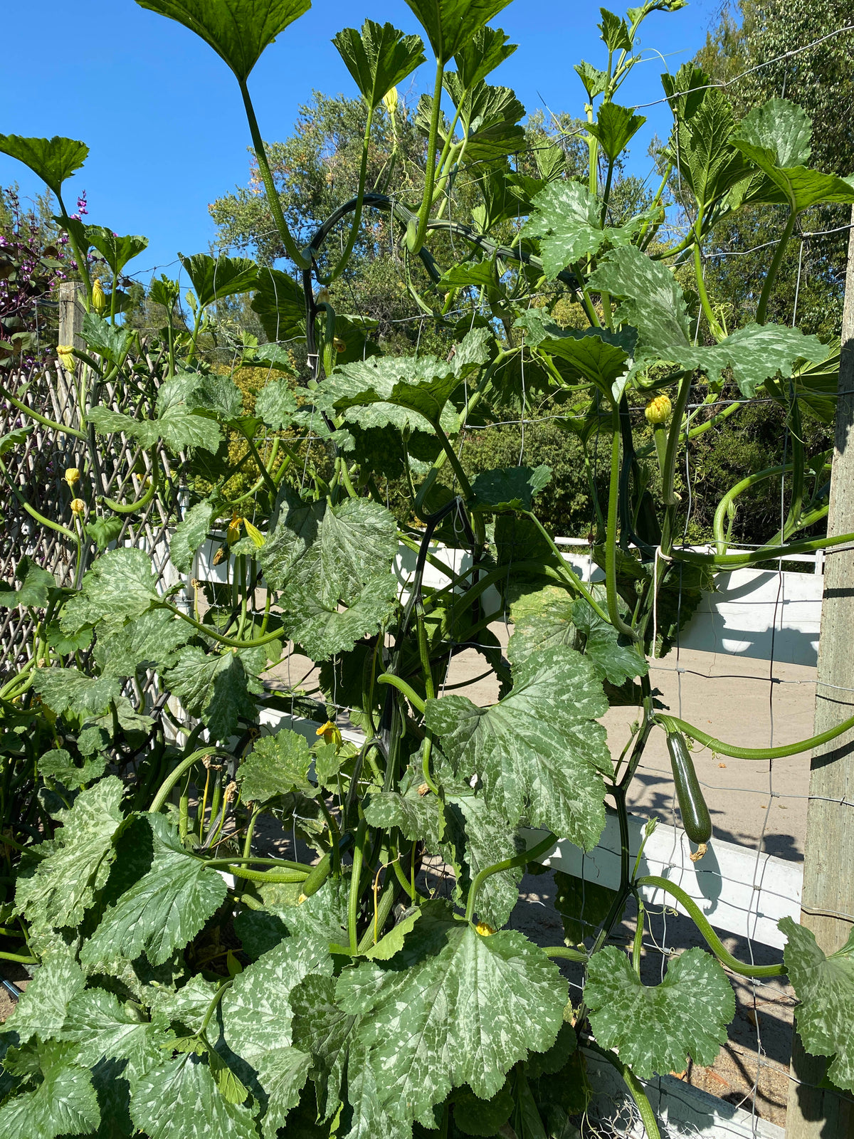 Organic Climbing Zucchini - Incredible Escalator Organic