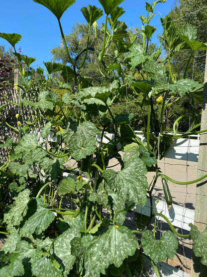 Organic Climbing Zucchini - Incredible Escalator Organic