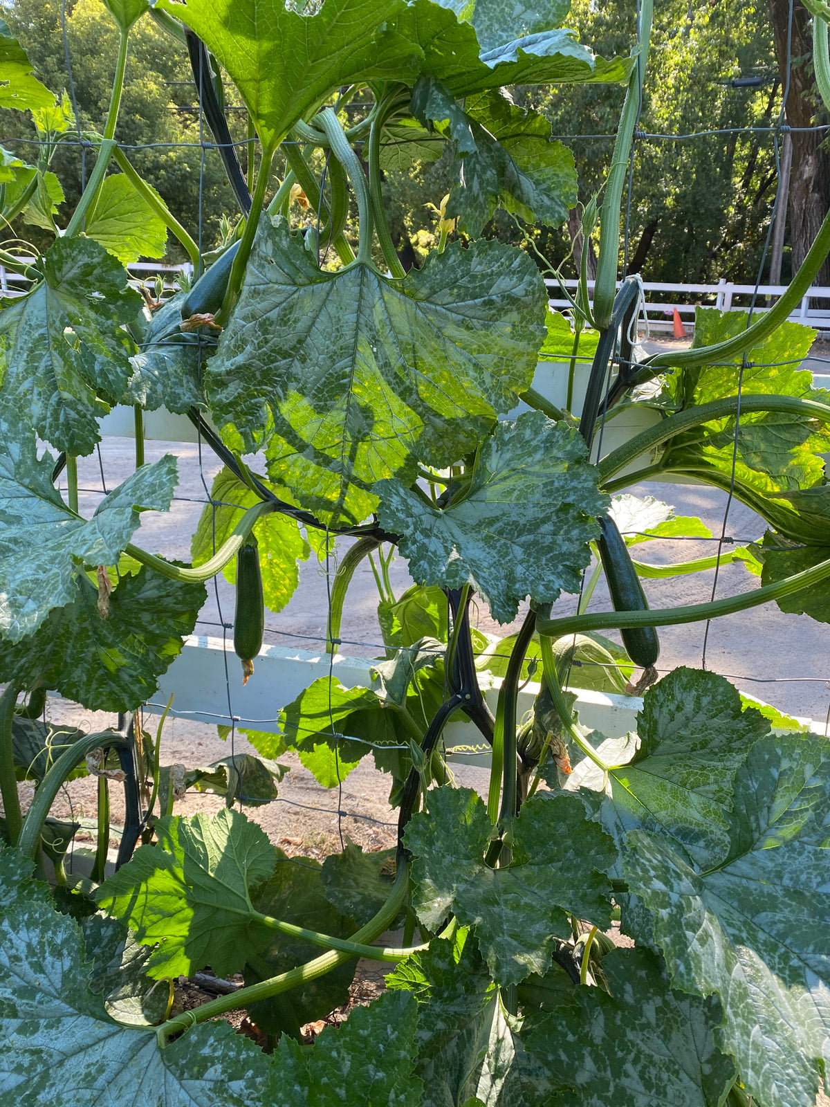 Organic Climbing Zucchini - Incredible Escalator Organic