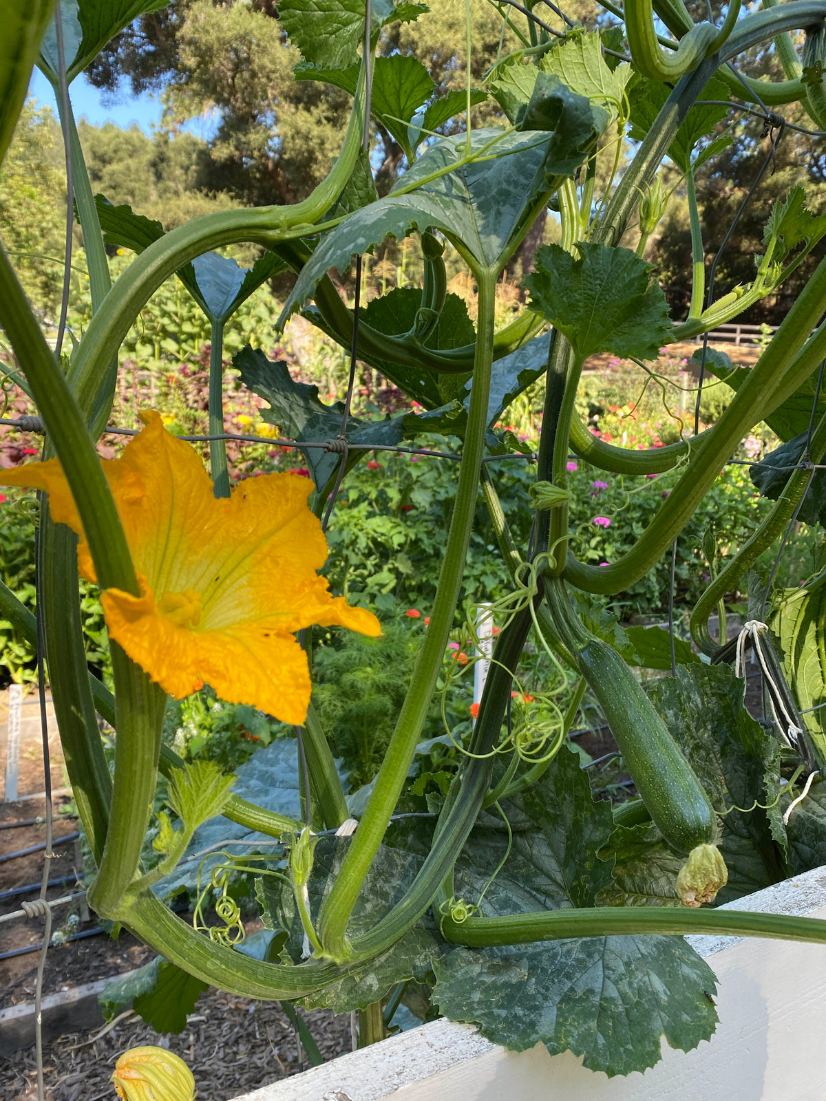 Organic Climbing Zucchini - Incredible Escalator Organic
