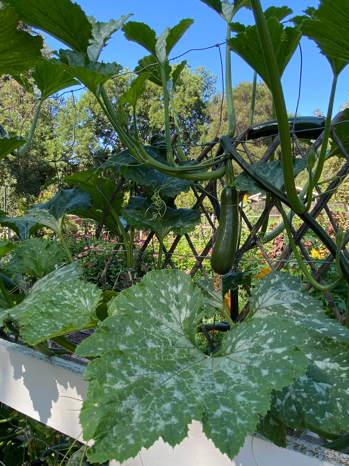 Organic Climbing Zucchini - Incredible Escalator Organic