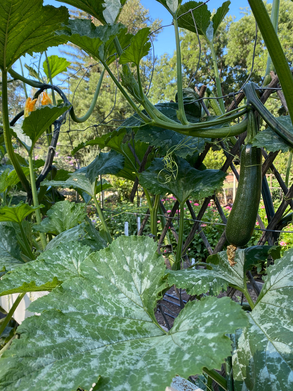 Organic Climbing Zucchini - Incredible Escalator Organic