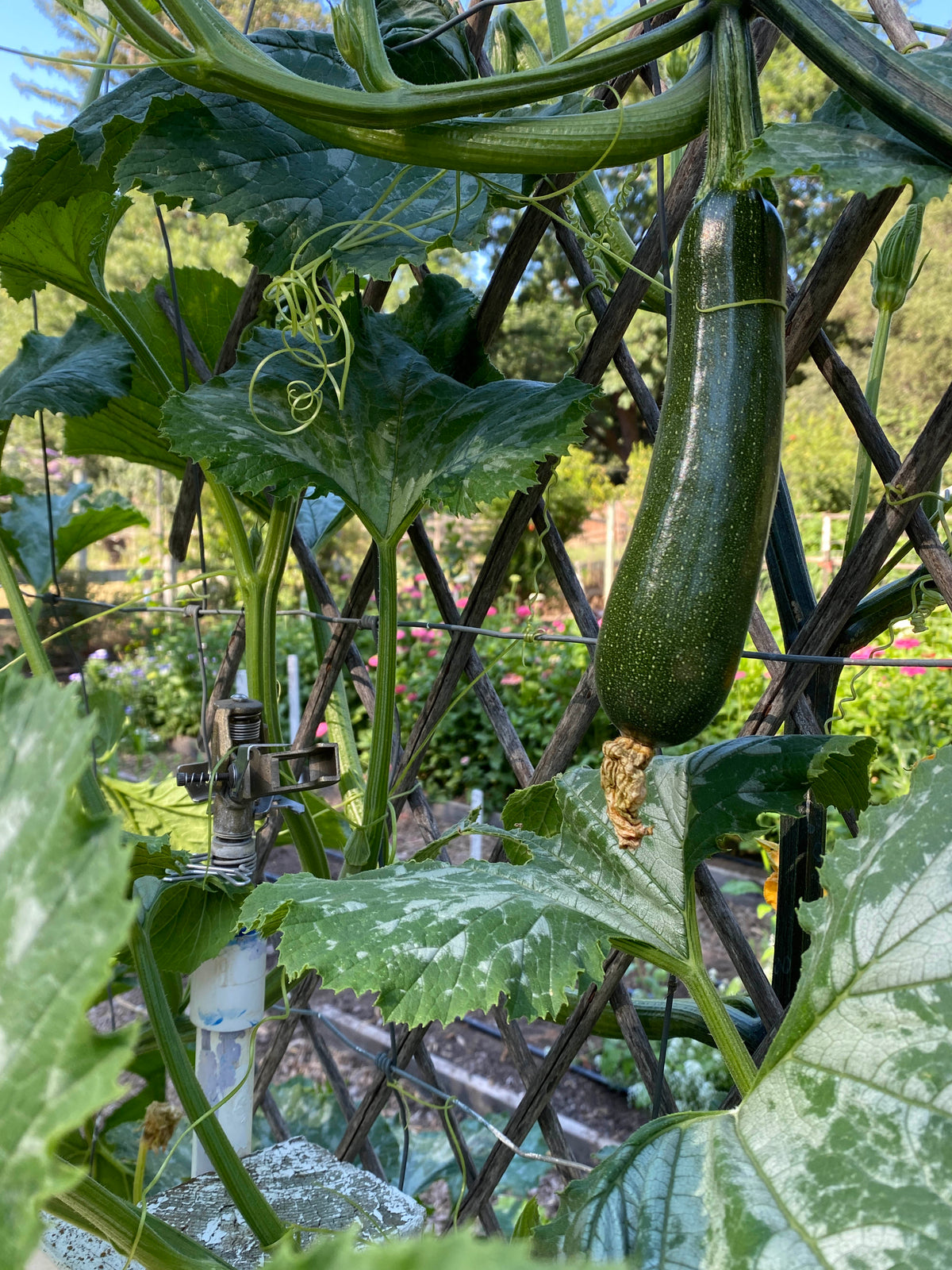 Organic Climbing Zucchini - Incredible Escalator Organic