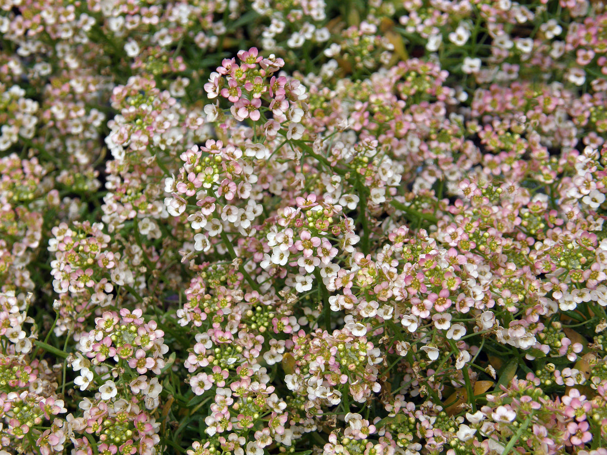 Honey-Scented Alyssum - Summer Peaches