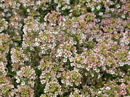 Honey-Scented Alyssum - Summer Peaches