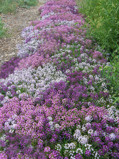 Honey-Scented Alyssum - Summer Romance