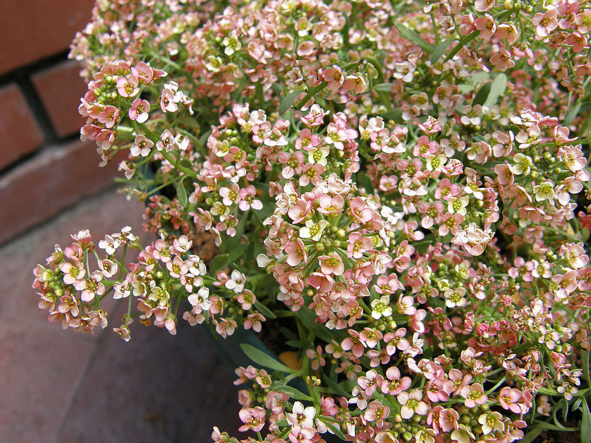 Honey-Scented Alyssum - Summer Peaches