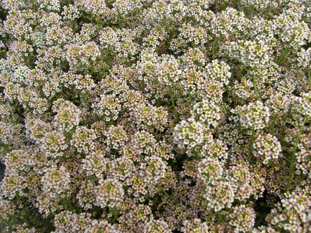 Honey-Scented Alyssum - Summer Peaches