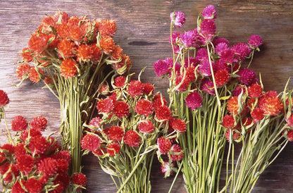 Globe Amaranth - Mardi Gras Parade