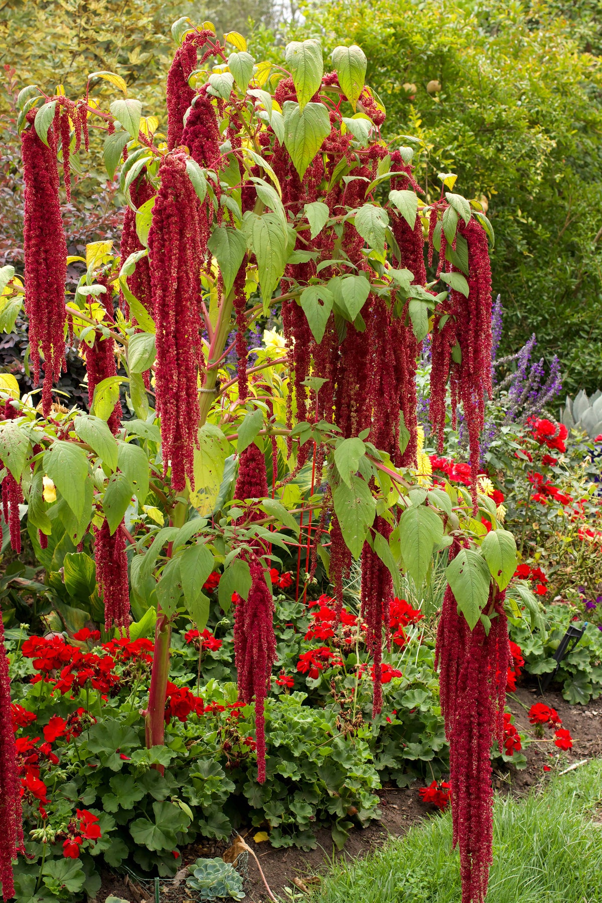 Heirloom Amaranth - Love Lies Bleeding