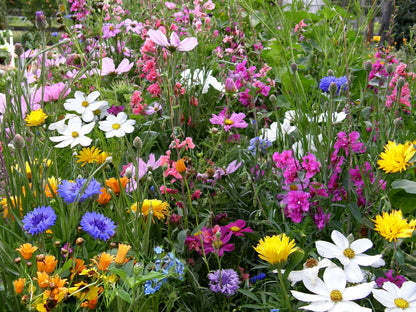 Scatter Gardens - Endless Bouquets Cut Flower Garden