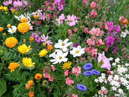 Scatter Gardens - Endless Bouquets Cut Flower Garden