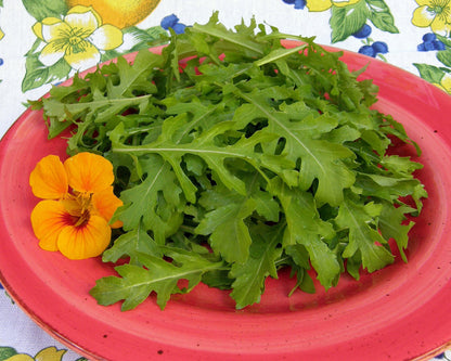 Salad Herbs - Runway Arugula