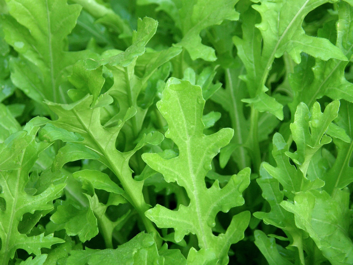 Salad Herbs - Runway Arugula
