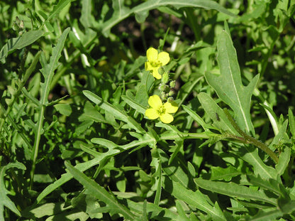 Kitchen Herbs - Heirloom Rustic Arugula