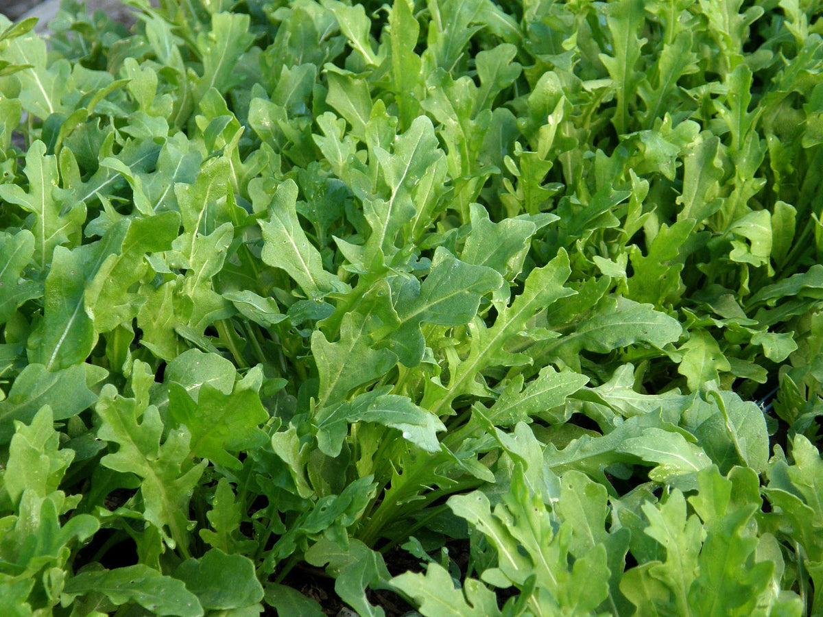 Kitchen Herbs - Heirloom Rustic Arugula