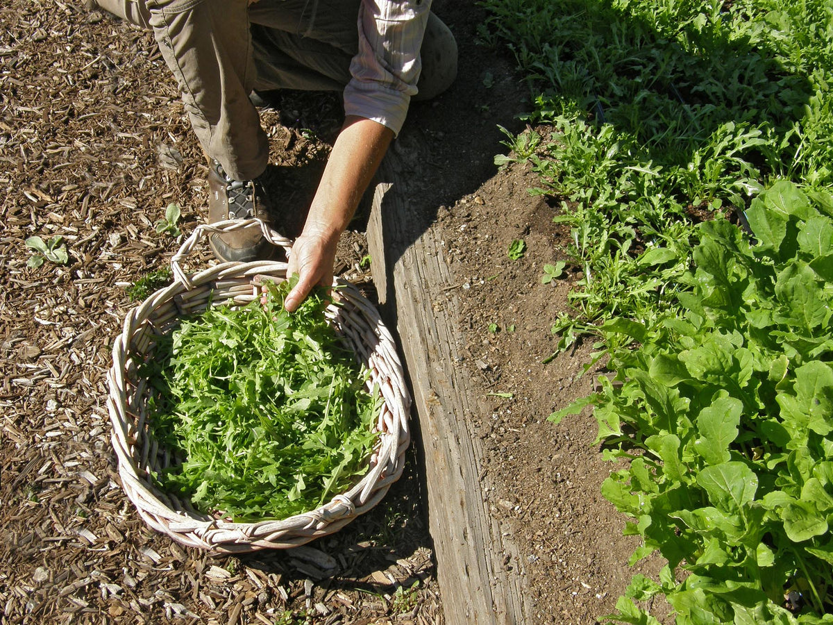 Kitchen Herbs - Heirloom Rustic Arugula
